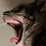 Harper (@gooddogharper) 's Twitter Profile Photo Harper (@gooddogharper) 's Twitter Profile Photo
