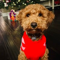 shawsomeone (@shawawesomeone) 's Twitter Profile
