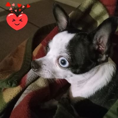 BettyOaks26648's profile picture. Love GOD, GUNS, TRUMP, NO DMs