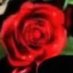 WillowAmeliaRosestone ๐นโค๏ธ lilrose baby (@lilwillowamelia) Twitter profile photo WillowAmeliaRosestone ๐นโค๏ธ lilrose baby (@lilwillowamelia) Twitter profile photo