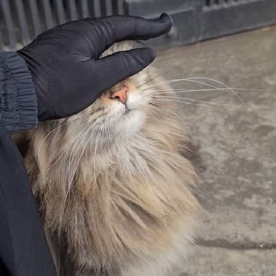 echazara1983's profile picture. 