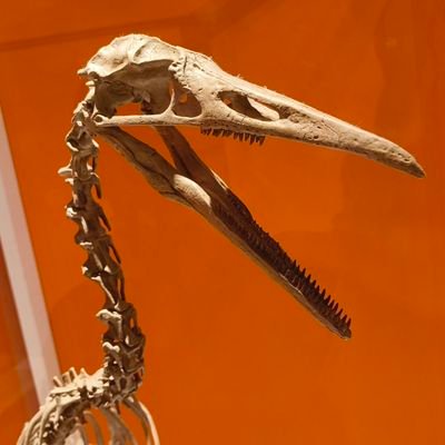 Daгwinさんのプロフィール画像