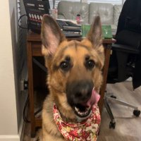 π― (@brohnco) 's Twitter Profile Photo π― (@brohnco) 's Twitter Profile Photo