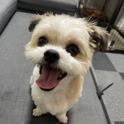 犬と2人で暮らすアラサー。RainTreeのことりさんに一目惚れしドルオタ復帰。/推し事→RainTree【ことり・海未】/推しに褒められるために20キロ痩せる!