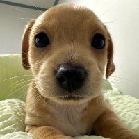 tam (@tam) 's Twitter Profile