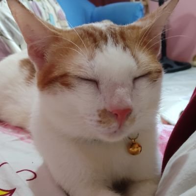Ryniaaaさんのプロフィール画像