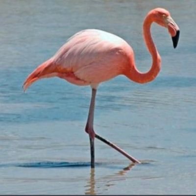 greenma902's profile picture. black cats