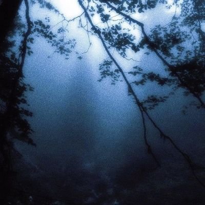 dracopsia's profile picture. she / he ⋆⭒˚.⋆ 
multifandom mutation :3