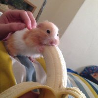 งื้อ เสียว 🍌💦 (@sew_x18) 's Twitter Profile Photo งื้อ เสียว 🍌💦 (@sew_x18) 's Twitter Profile Photo