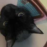 miaomiao (@leeho544266) Twitter profile photo