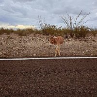 PsychedelicDesertSTopsy (@pdesert420) 's Twitter Profile