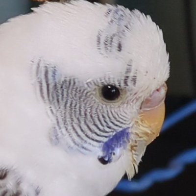 無言フォロー失礼します
兵庫県在住の普通のおばさん
セキセイインコ（ピッピ♂５歳）との暮らしを投稿しています（チーコ♂🌈享年４歳）
最近ハマっているゲーム：ラグナロクX
