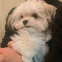 すず (@cdafbmgki) 's Twitter Profile Photo すず (@cdafbmgki) 's Twitter Profile Photo