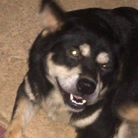YouTube Premium byshopchadaF (@ytrancha) 's Twitter Profile Photo YouTube Premium byshopchadaF (@ytrancha) 's Twitter Profile Photo