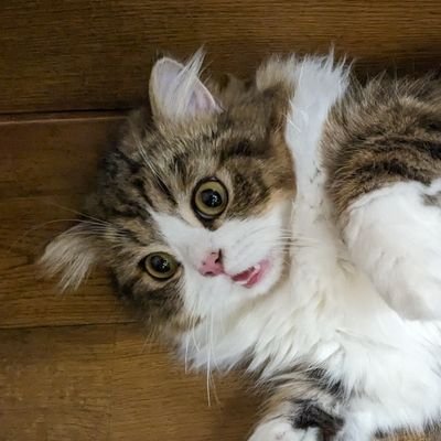 merukuru714's profile picture. #uec25 電気通信大学Ⅰ類 2クラ メディア情報 | VLL,管弦楽 | Blender, アニメ制作, JavaScript, プリキュア |