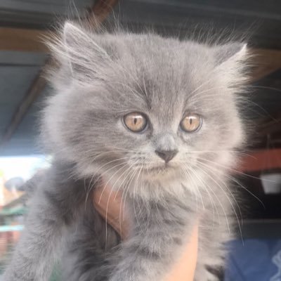 Leo 21’ & Lucy 23’ anak mama semoga mama saya dimewahkan rezeki