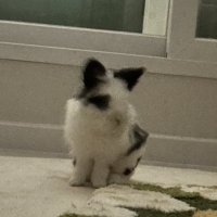 웃는 응동 (@_ungdong) 's Twitter Profile
