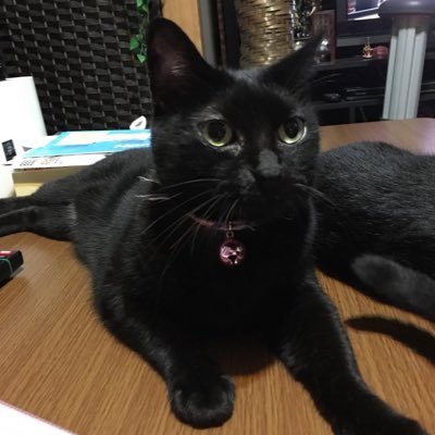 🐶🐱動物殺処分反対‼ 保護🐱4nyanいます🐱💖 🍀辛い思いをしてる人を支えたく上級心理カウンセラー資格取得🍀安心して暮らしたい(*ˊᵕˋ*)🍀*゜2024.10.30透析開始🏥第2の人生START。🐈⬛の為に生きる。黒猫いいねしまくります。