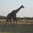 326326Dandelion's profile image