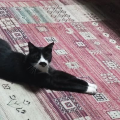 rABkOnnx9n1GbD2's profile picture. 猫、犬、ペンギンが大好き！ 可愛いから やっと勉強から解放されたー！ 無言フォロー失礼します🙏