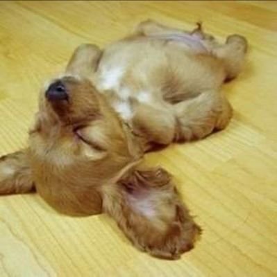 KatjaAnette's profile picture. Non- compliant 🇫🇮 .
Conspiracy theorist.
Science denier. 
Anti- vaxxer.
No 😷. 
Anti- globalist.
Expert on everything.