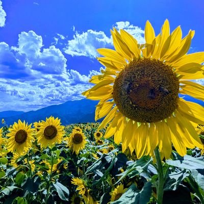 asahimol's profile picture. 山とキャンプとミリタリーが好きです。