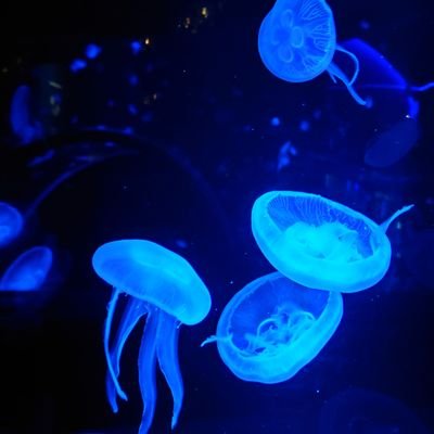 IiiT355204's profile picture. ଳ宇宙、生き物、科学がすきଳ写真を撮ったりオカリナ吹いたりଳ