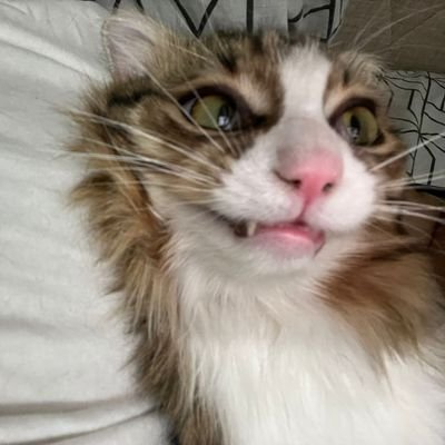 jurtanasjpeg's profile picture. jurte tanas akaßian 19