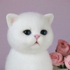 CibukCatz's profile picture. Meow meow 😼😼😼