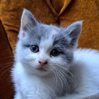 Djaya42 (@djaya42) 's Twitter Profile Photo