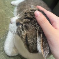 ねこ🐈 (@n3c0_end) 's Twitter Profile