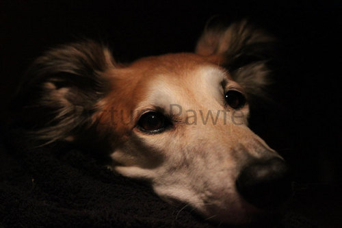 PicturePawfect1's profile picture. We specialise in pet photography to capture those perfect moments, and to provide you with a memento that you will cherish forever.