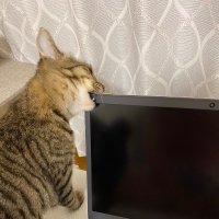 あや (@m4ev0qwbzahkqxm) 's Twitter Profile