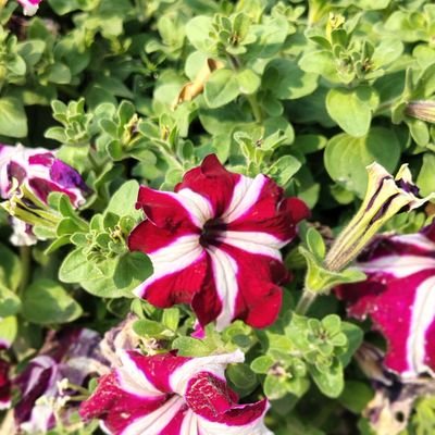 Reba1595's profile picture. It's me