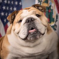 Babydog Justice (@babydogjustice) 's Twitter Profile