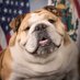Babydog Justice (@babydogjustice) Twitter profile photo Babydog Justice (@babydogjustice) Twitter profile photo