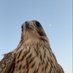 شـاهــ🦅 (@sa702528006710) Twitter profile photo شـاهــ🦅 (@sa702528006710) Twitter profile photo