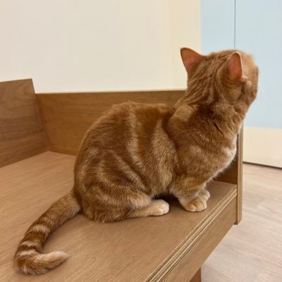 ぬこ Profile