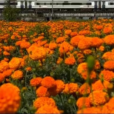 SrijaChj's profile picture. Bsc Student II Love Dance II Love Enthusiam II Views are Personal