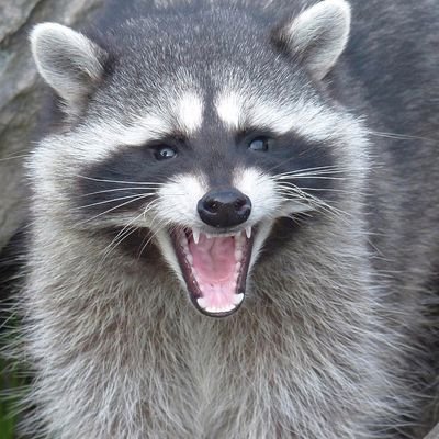 freedomeagle311's profile picture. 