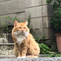 かもめん (@kamomendeshita) 's Twitter Profile Photo かもめん (@kamomendeshita) 's Twitter Profile Photo