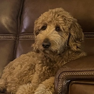 @Texasfurever