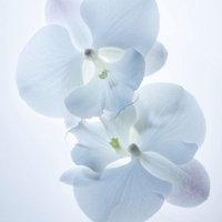 our (@happyt2odie) 's Twitter Profile Photo