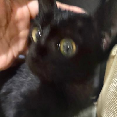 เนียโตฟีลิกさんのプロフィール画像