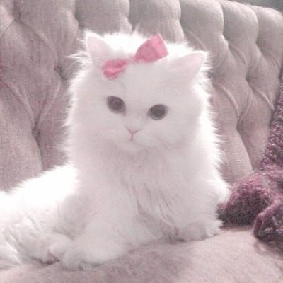 Imbirchikkk's profile picture. 21, 
неФанатка @pawing_at_you и фанатка @momba1tt, кстати