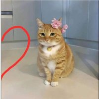 leili (@sxtelitte) 's Twitter Profile