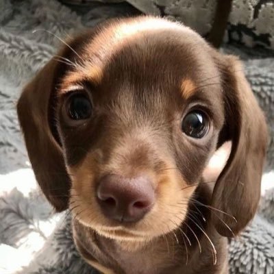 cutiedoguies's profile picture. Follow to see the cutest dogs ever 🫶🏻🐶 #dogs #cute. I own no content posted, all Credit goes to the original owner