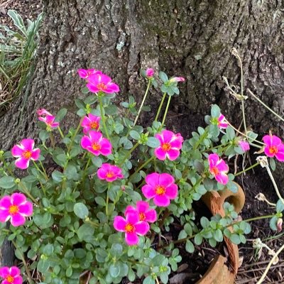 kelleyspringer5's profile picture. A 64 yr old widow since age 22, never remarried, bereaved Mother to my deceased 17 yr old son & remaining son fighting cancer. TIRED!