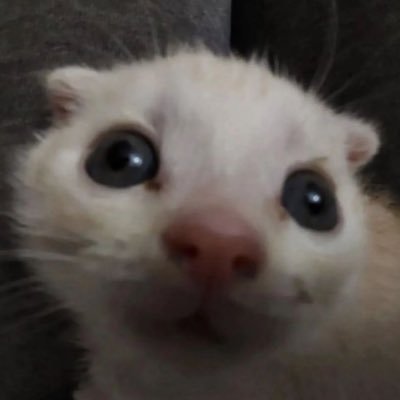 mmeowdyy's profile picture. meow 23 she/her $yanderesan