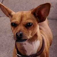 ✨🐾 Pᴀᴘɪ Cᴏʀᴛᴇᴢ ✨🐾 (@xbevhillspapi) 's Twitter Profile